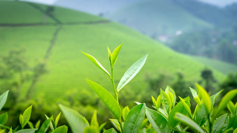 Green Tea Price in BD