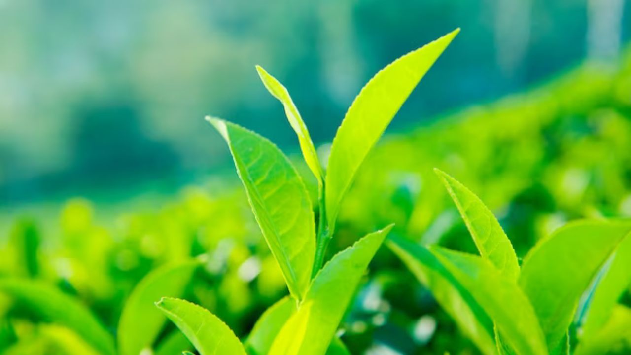 Introduction to Green Tea in Bangladesh