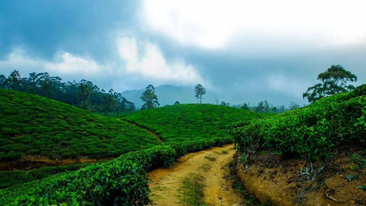 A Journey Through Bangladesh's Tea Culture: Finding the Perfect Brew