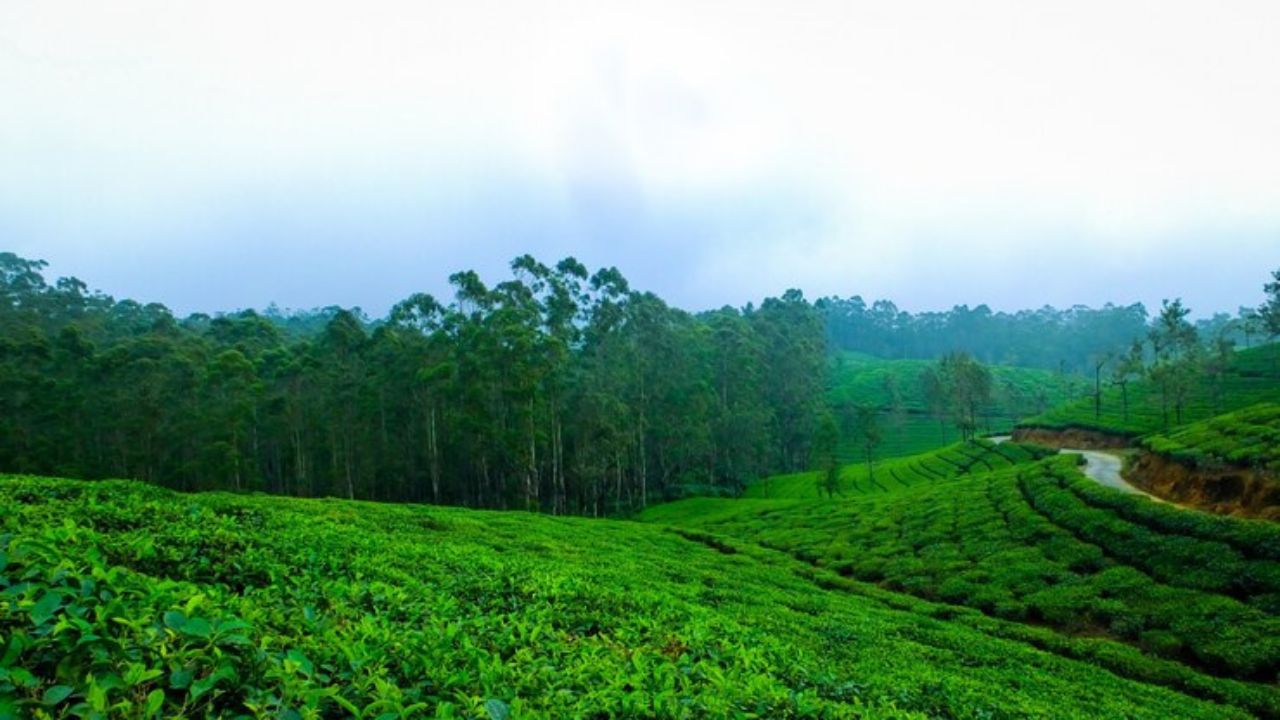 Tea Tourism in Bangladesh