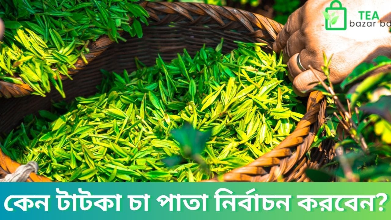 কেন টাটকা চা পাতা নির্বাচন করবেন?